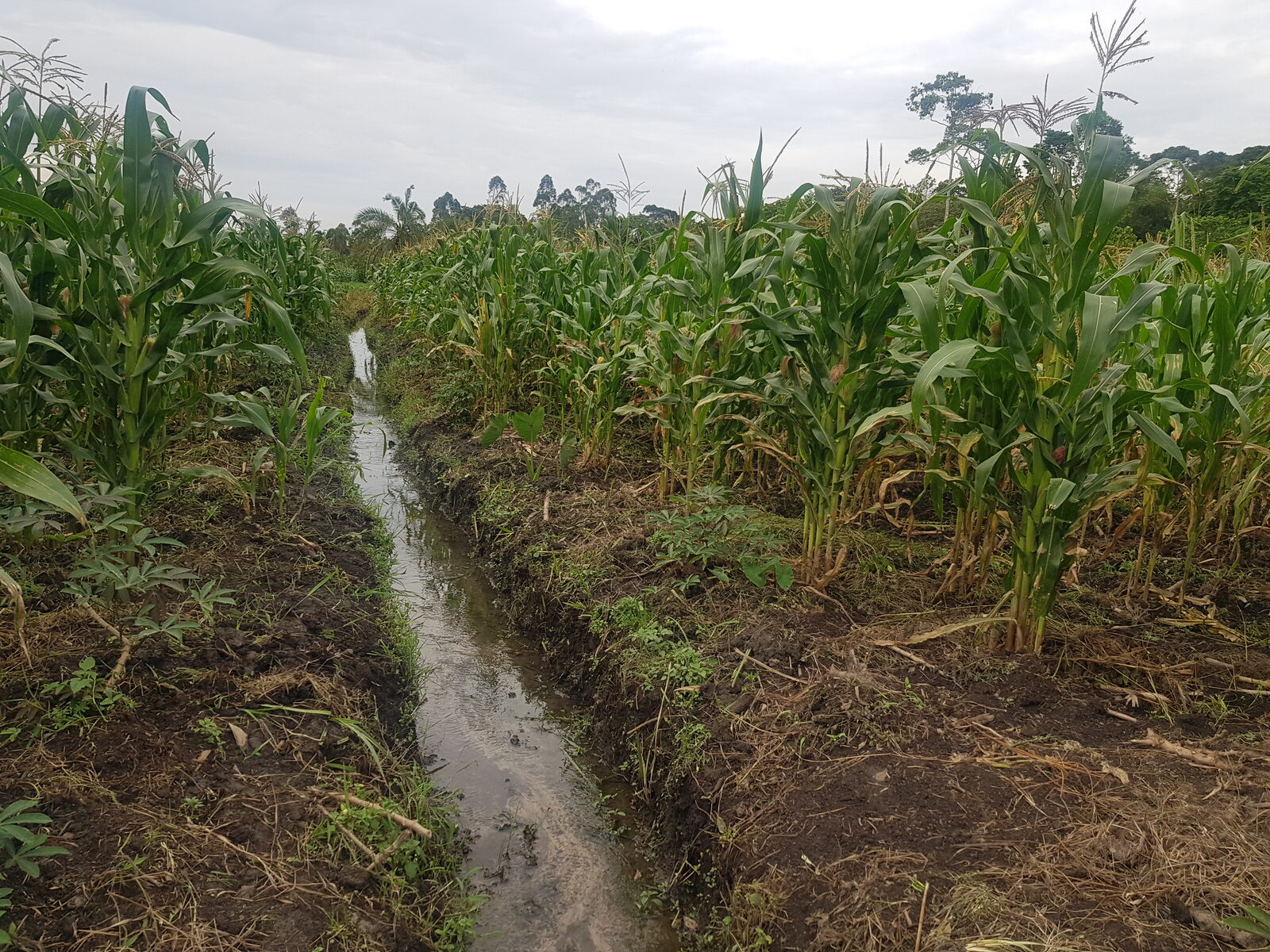 A young maize plant growing in dark soil at Fortune Farms.