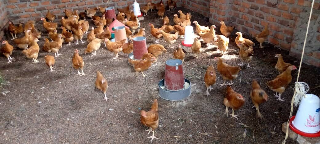 Brown laying hens free-ranging in the Fortune Farms poultry house