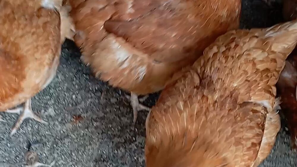 Fortune Farms 2023 video thumbnail